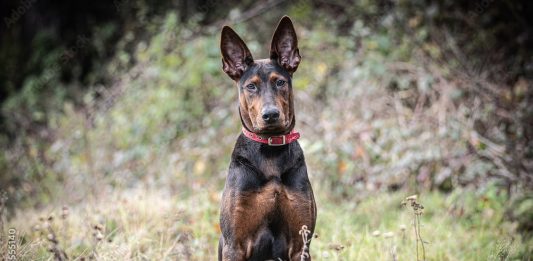 Chinese Red Dog