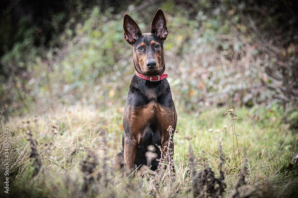 Chinese Red Dog