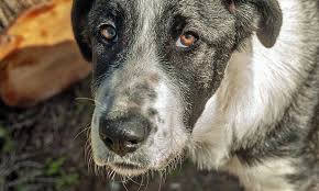 11 Hard Immovable Lump on Dog