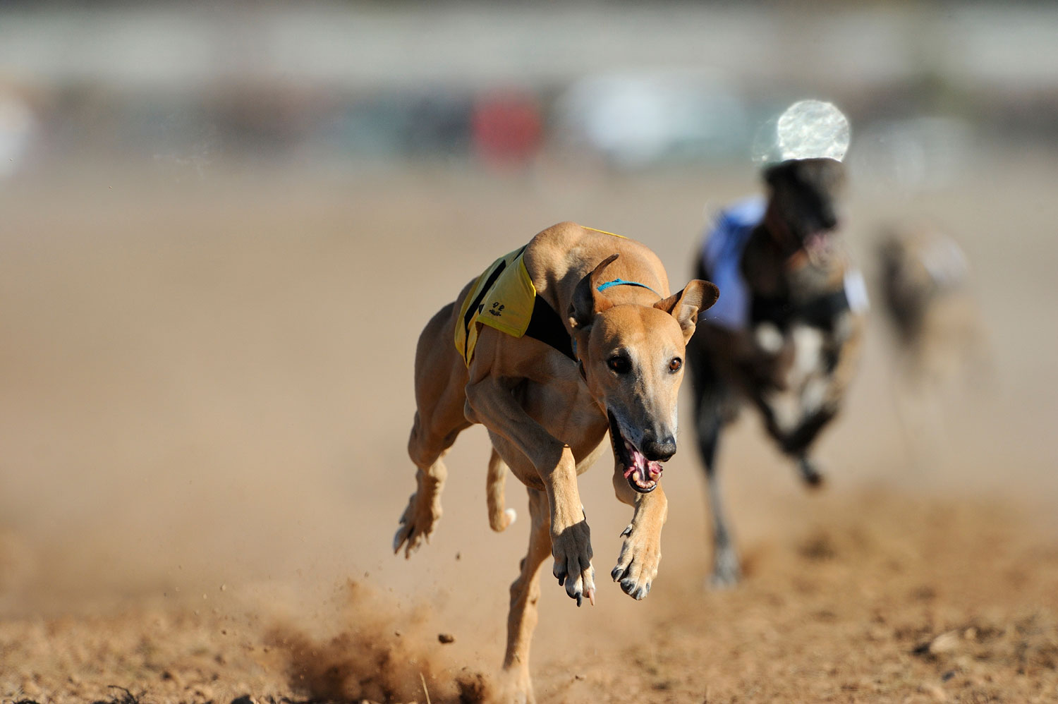 Wheeling Dog Track Results